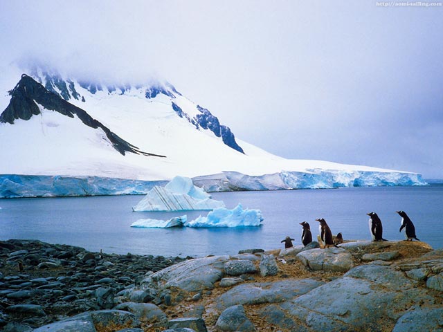 Penguins in Dorian bay, Antarctic