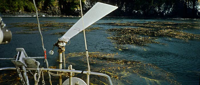 seaweeds near Cape horn